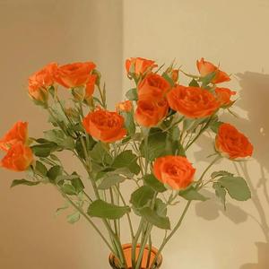 Aletta Ocean, 大战黑鬼
