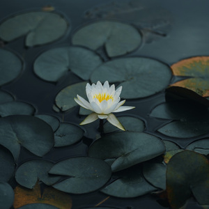 Aletta Ocean, 大战黑鬼
