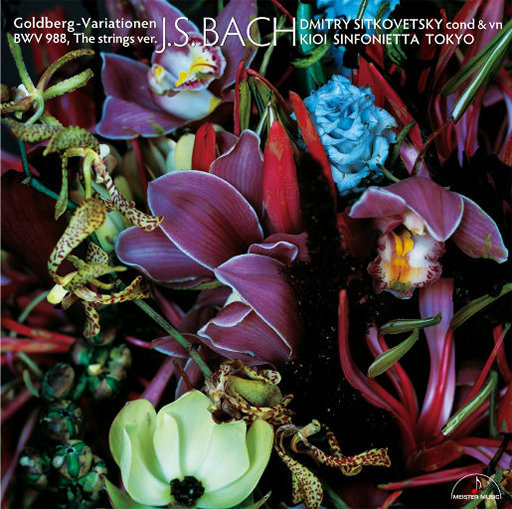 Aletta Ocean, 大战黑鬼
